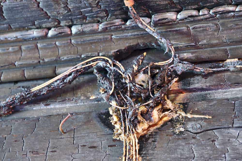 Charred electrical wires.